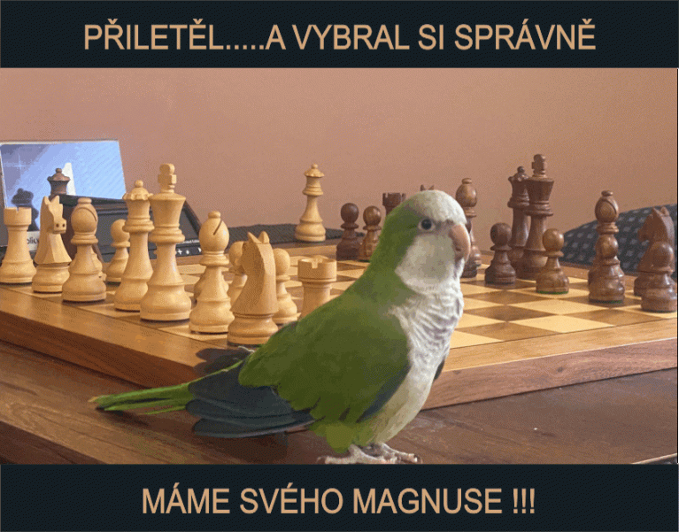 MAGNUS, který nebere remízy!